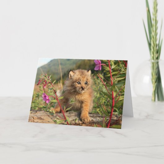 Carte Jeune Lynx du Canada, Alaska (Devant)