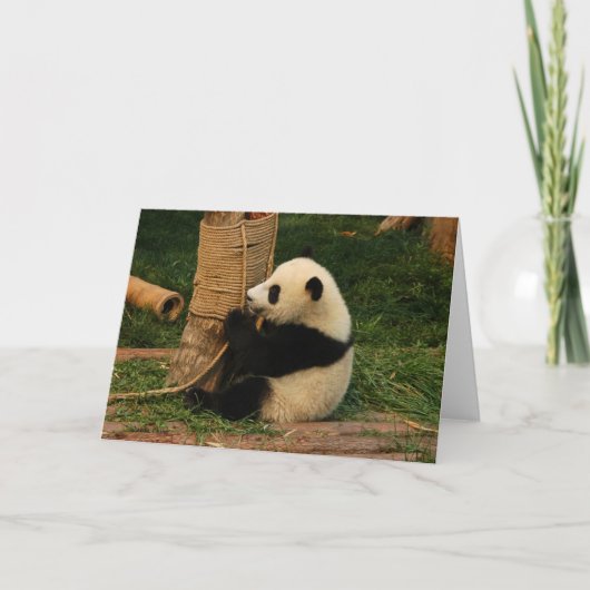 Carte Jeune panda géant. Chengdu, Chine. (Devant)