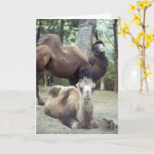 Carte Jingle Baba et Purnimama (Fleur jaune)