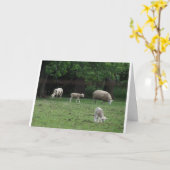 Carte John 10:27 et 28, mouton (Fleur jaune)