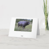 Carte John Happy Birthday Cape Buffalo Mud Bath (Dos)