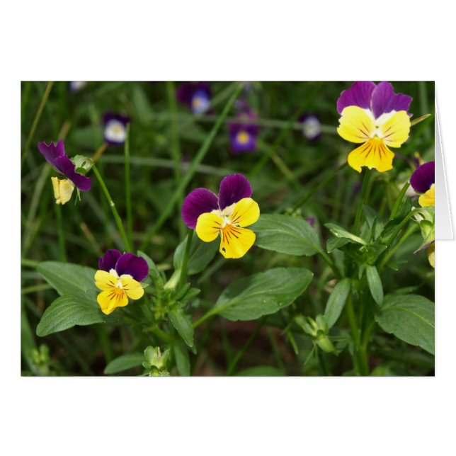 Carte Johnny-saut-up (Devant horizontal)