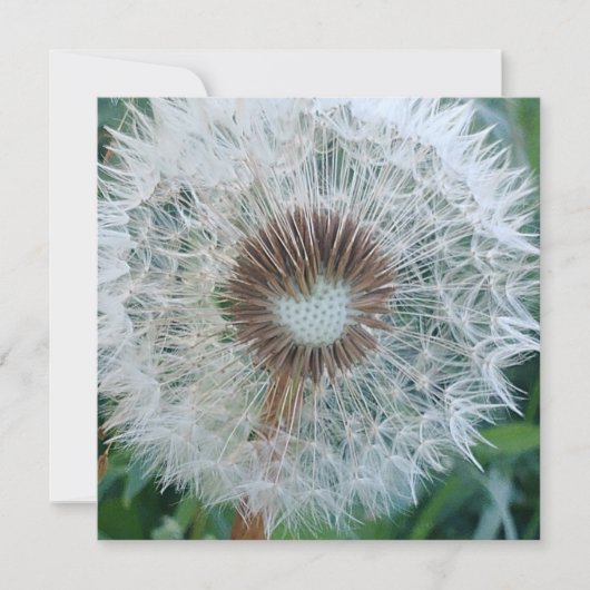 Carte Joli Dandelion blanc (Devant)