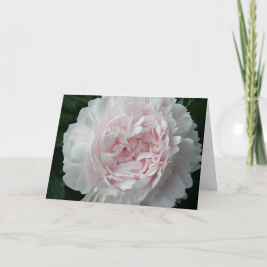 Carte Joli Peony Rose (Devant)