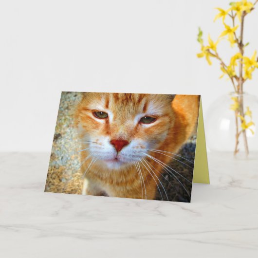 Carte Joli petit chat roux amical (Fleur jaune)