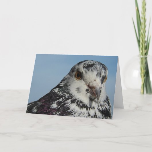 Carte Joli Pigeon tacheté (Devant)