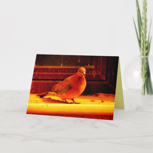 Carte Jolie colombe (Devant)