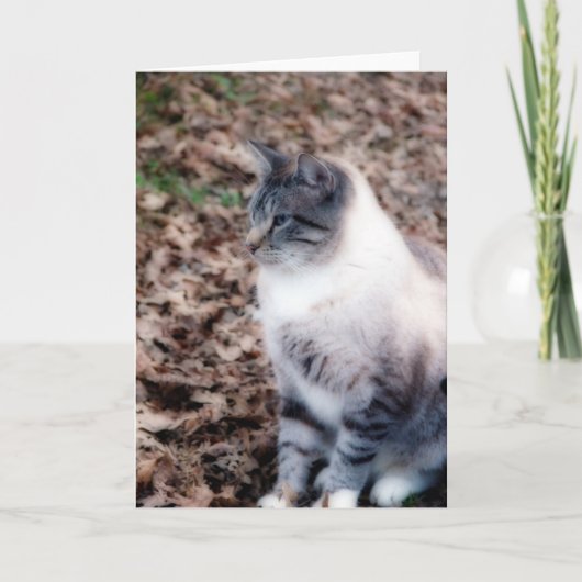 Carte Jolie Kitty (Devant)