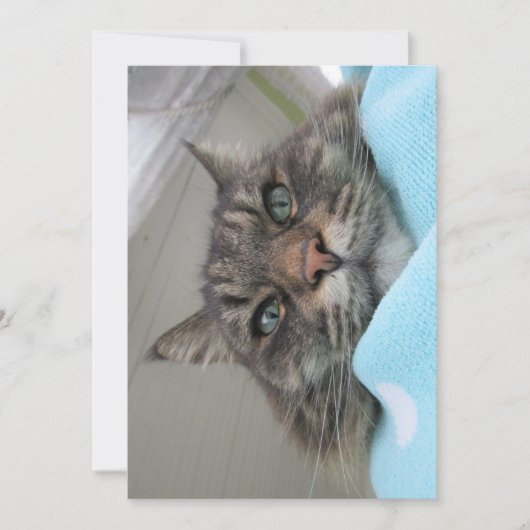 Carte Jolie Maine Maine Coon Kitty Day Dream (Devant)