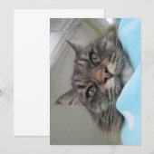 Carte Jolie Maine Maine Coon Kitty Day Dream (Devant / Derrière)