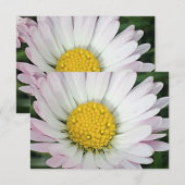 Carte Jolie marguerite (Devant / Derrière)