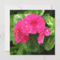 Jolie rose Fleurs de printemps Macro Photographie