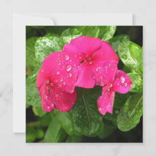 Carte Jolie rose Fleurs de printemps Macro Photographie