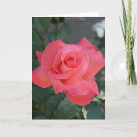 Carte Jolie rose rose (Devant)
