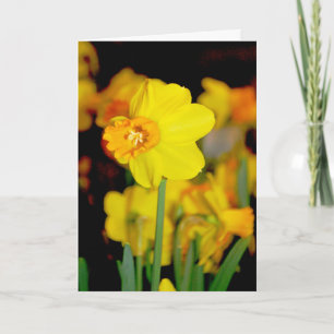 Carte jonquille jaune