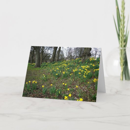 Carte Jonquilles. Jardins de Sophia, Cardiff, Pays de (Devant)