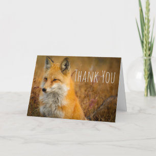 Carte Jote Red Fox Wild Nature Photographie Merci