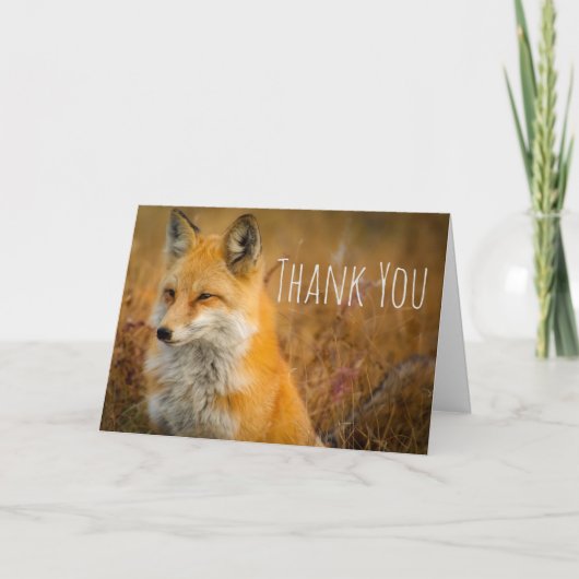 Carte Jote Red Fox Wild Nature Photographie Merci (Devant)