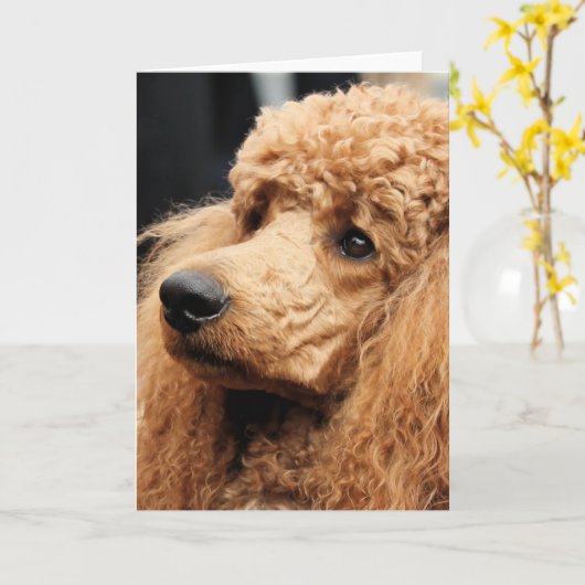 Carte Jour 2010 #19 de caniche (Fleur jaune)