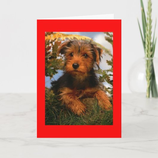 Carte Joyeux anniversaire Airedale Terrier Puppy Dog Car (Devant)