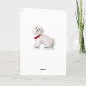 Carte Joyeux Anniversaire Bichon Frise Chien Chien Chien (Dos)
