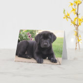 Carte Joyeux anniversaire Black Labrador Retriever Chien (Fleur jaune)