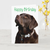 Carte Joyeux anniversaire Brown Labrador Retriever Puppy (Fleur jaune)