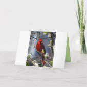 Carte Joyeux Anniversaire Cardinal Féminin dans l'arbre  (Dos)