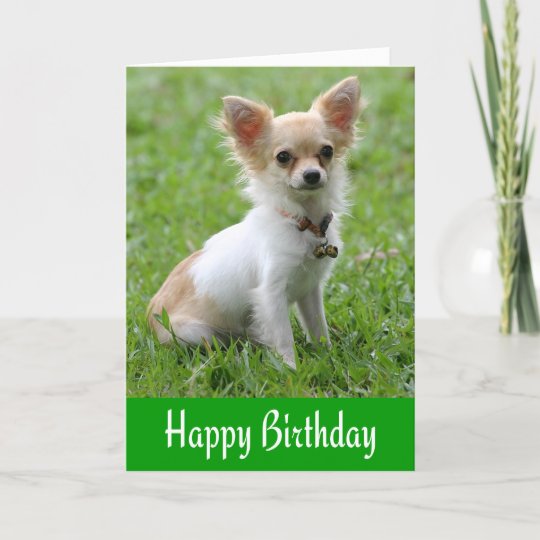 Carte Joyeux Anniversaire Chihuahua Chiuppy Green Greeti Zazzle Be