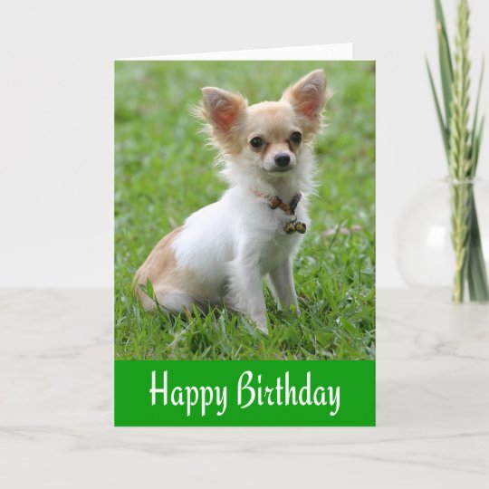 Carte Joyeux Anniversaire Chihuahua Puppy Green Greeting Zazzle Be