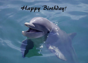 Cartes Dauphin D Anniversaire Zazzle Be Cartes Dauphin D Anniversaire Zazzle Be