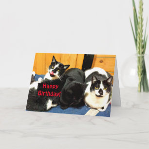 Carte Joyeux anniversaire de votre collection de chats -
