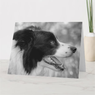 Carte Joyeux anniversaire de Woof Border Collie chien