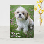 Carte Joyeux anniversaire d'Edie le chiot Shih Tzu (Fleur jaune)