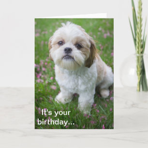 Carte Joyeux anniversaire d'Edie le chiot Shih Tzu