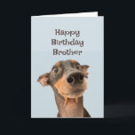 Carte Joyeux anniversaire Frère Funny Chien Humour<br><div class="desc">Joyeux Frère d'Anniversaire nous avons traversé beaucoup de choses ensemble et la plupart était de votre faute. mignon chien traumatisé regardant</div>