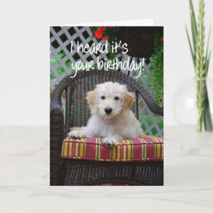 Carte Joyeux Anniversaire Golden Doodle Chiot