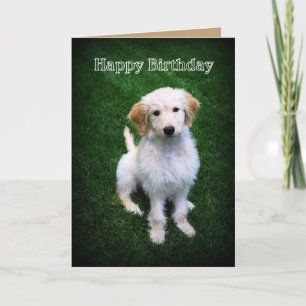 Carte Joyeux Anniversaire Golden Doodle Chiot