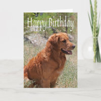 Joyeux Anniversaire Golden Retriever Chien chiot