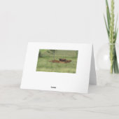 Carte Joyeux Anniversaire Jour de Paix Vaches dans (Dos)