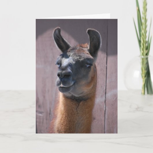 Carte Joyeux Anniversaire Llama (Devant)