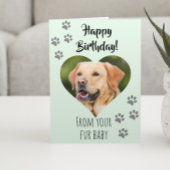 Carte Joyeux Anniversaire Photo Chien Chat Animaux de co