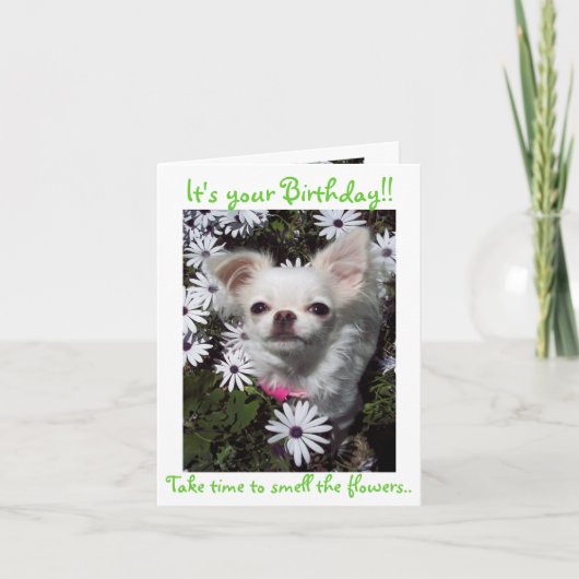 Carte Joyeux anniversaire pour des chiens (Devant)