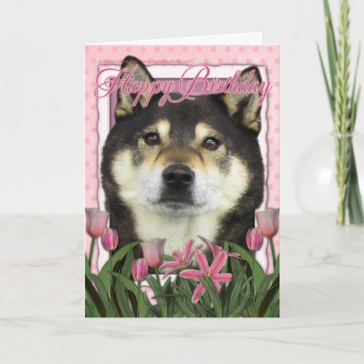 Carte Joyeux anniversaire - Shiba Inus - Yasha (Devant)