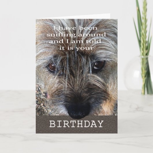 Carte Joyeux anniversaire, terrier de frontière (Devant)