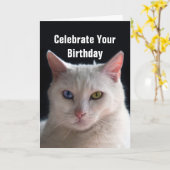 Carte Joyeux Anniversaire turc Angora Chat (Fleur jaune)