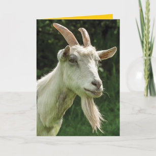 Cadeaux Vieil Anniversaire De Chevre Zazzle Be