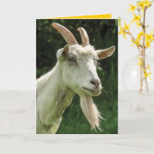 Carte Joyeux Anniversaire, Vieux Chèvre - Chèvre avec un (Fleur jaune)