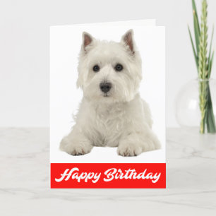 Carte Joyeux Anniversaire White Highland Terrier Chien c