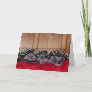 Carte Joyeux Hedgehog Day !